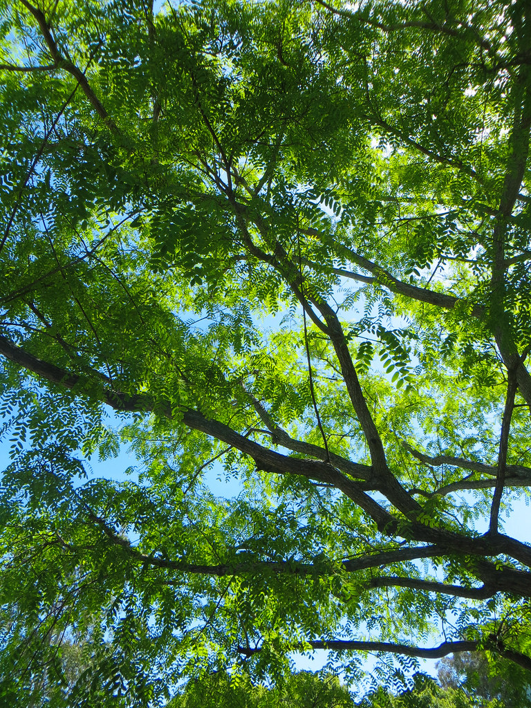 Beautiful tree at the Mira Mesa library Anna Day Flickr