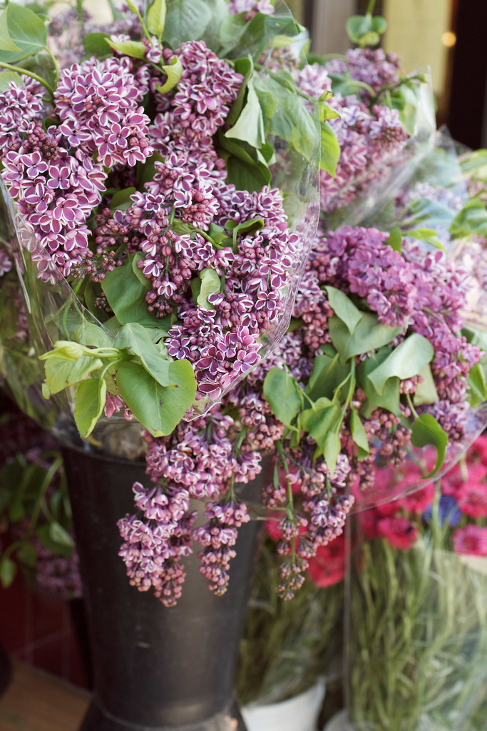 132/366 lilacs for sale Outside of BiRite Market yesterda… Flickr