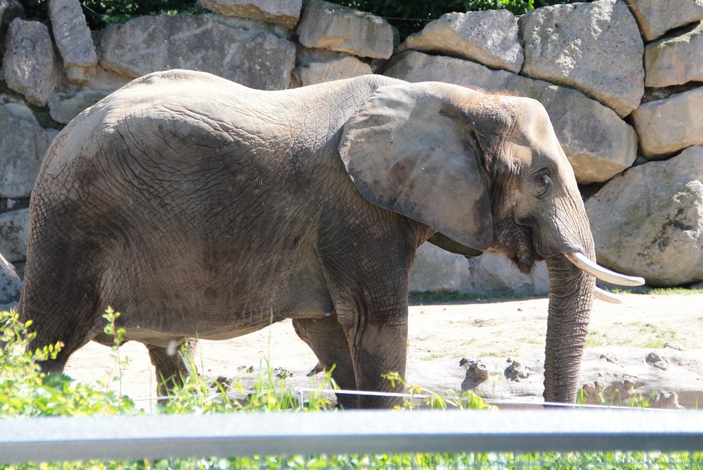 IMG_8757 Bradley Lambert Flickr