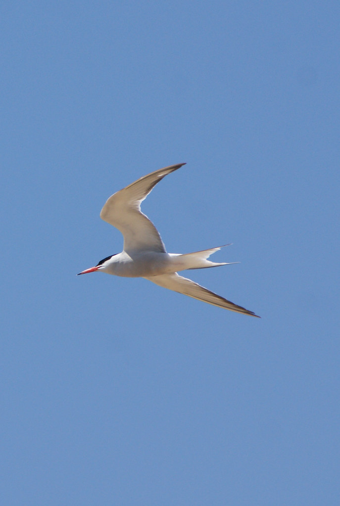 Common Tern June 2013 SONY DSC Hoads Wood Cottage Flickr