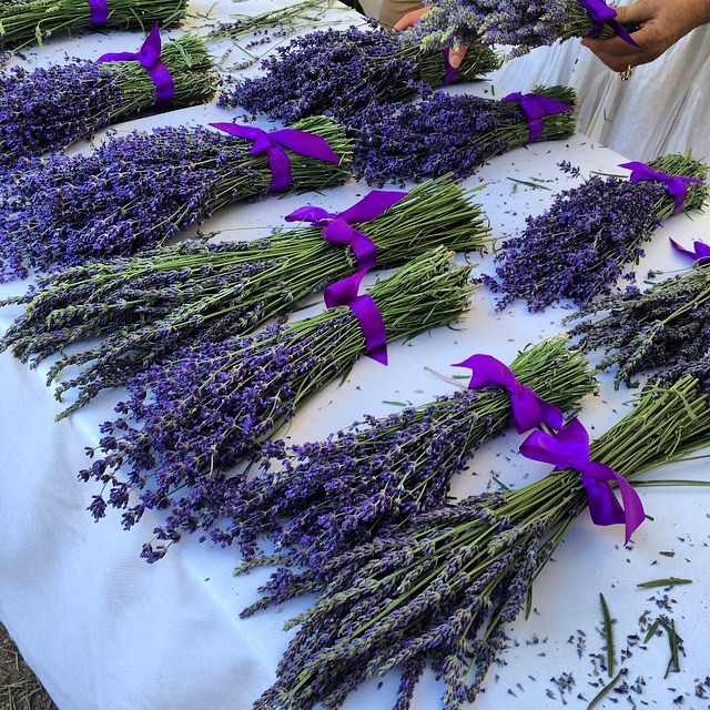 lavender festival cherry valley california annual festival… Flickr