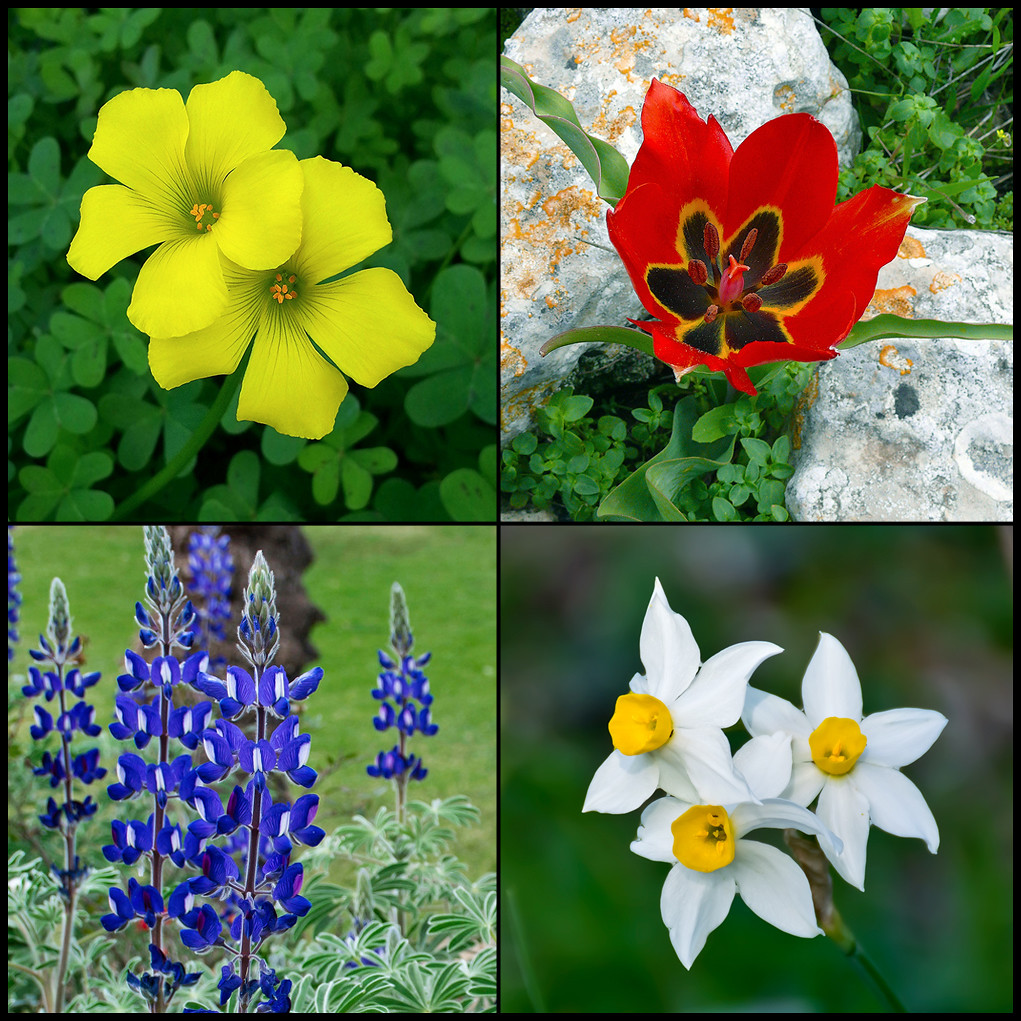 Flickriver Photoset 'Flowers in Israel' by Zachi Evenor