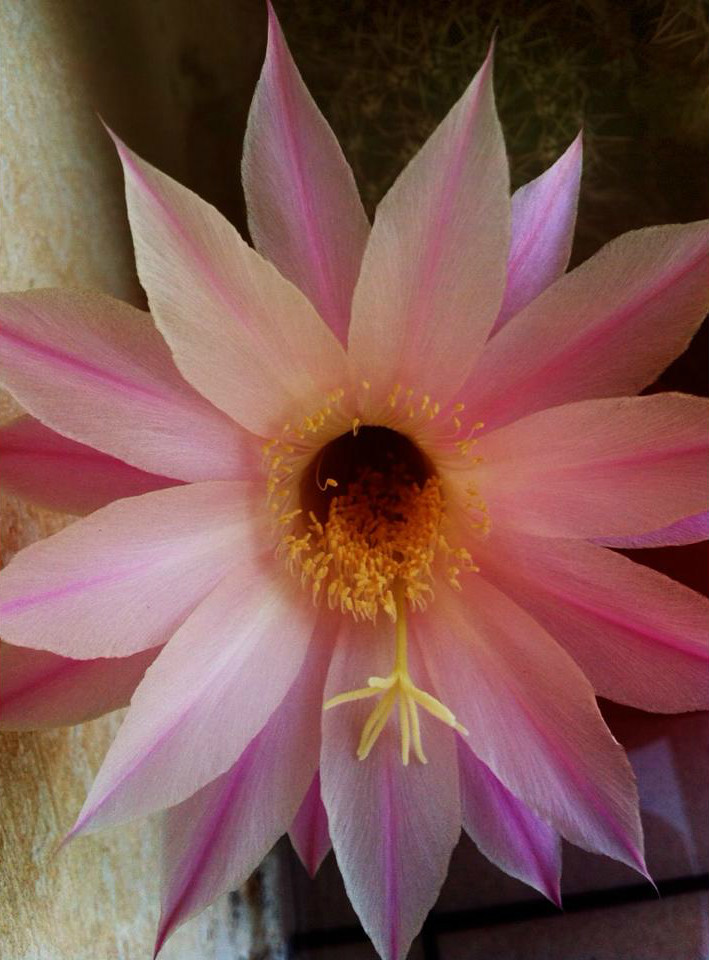 Flower Once a year.. Anthie Astitha Flickr