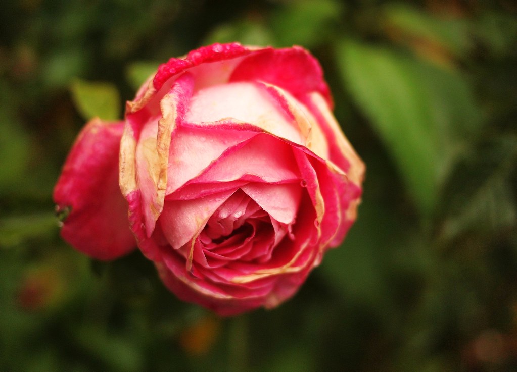 Beauty! ”I love to smell like roses, literally all day!” R… Flickr