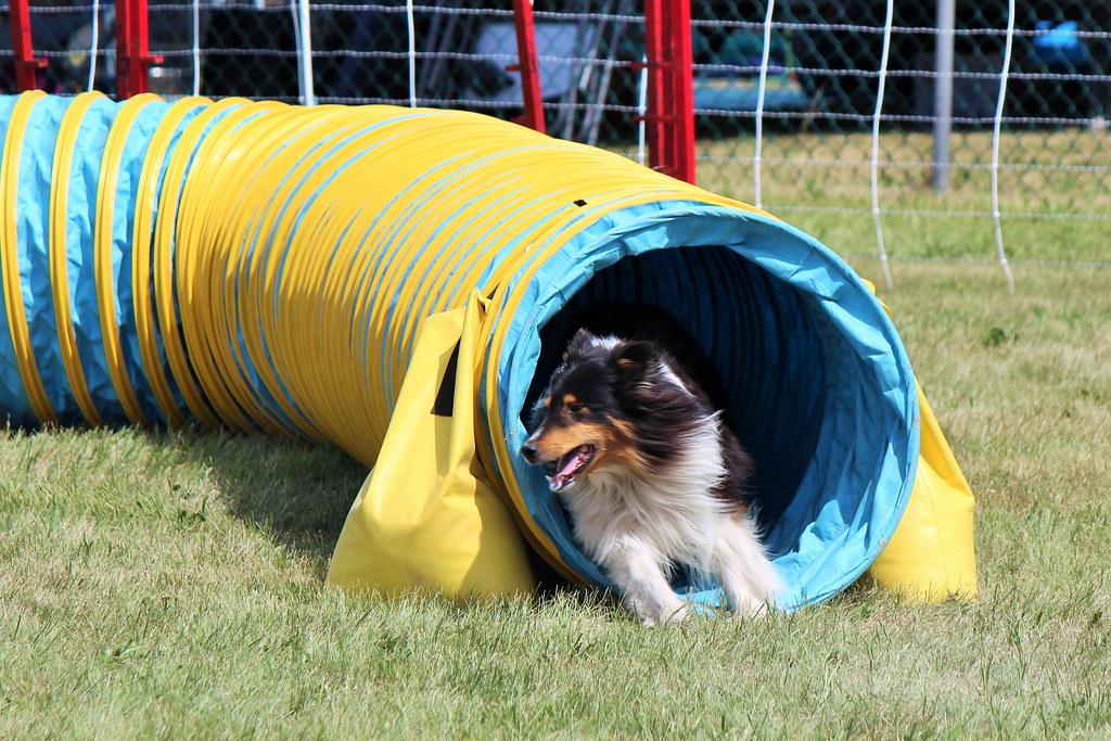 Agility Sheltie 8328 Marcia O'Connor Flickr