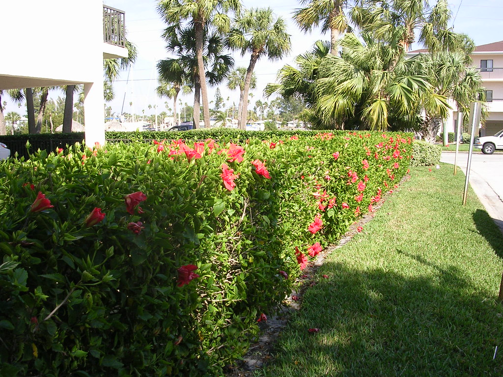 Hibiscus Hedge These have the more traditional hibiscus co… Flickr
