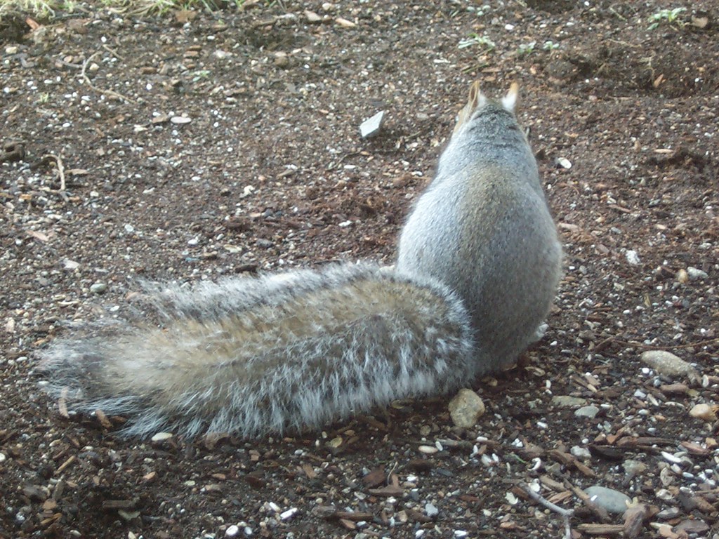 Bushy tail a photo on Flickriver