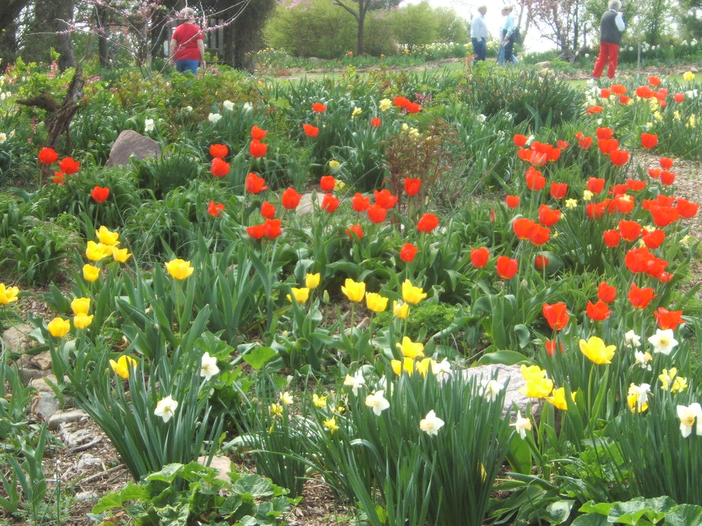 Tulips Topeka Kansas Tulip Tour sjl330 Flickr