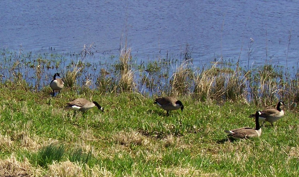 MWR 66 Montezuma Wildlife Refuge nybird(Karen) Flickr