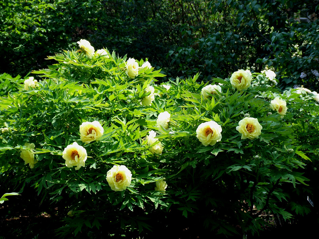 Tree Peony Bush Yellow Gwen's River City Images Flickr