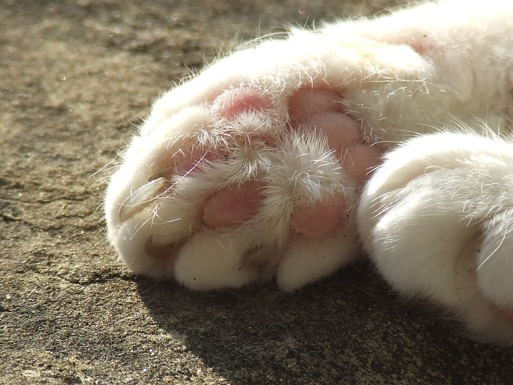 Cat Hand a photo on Flickriver