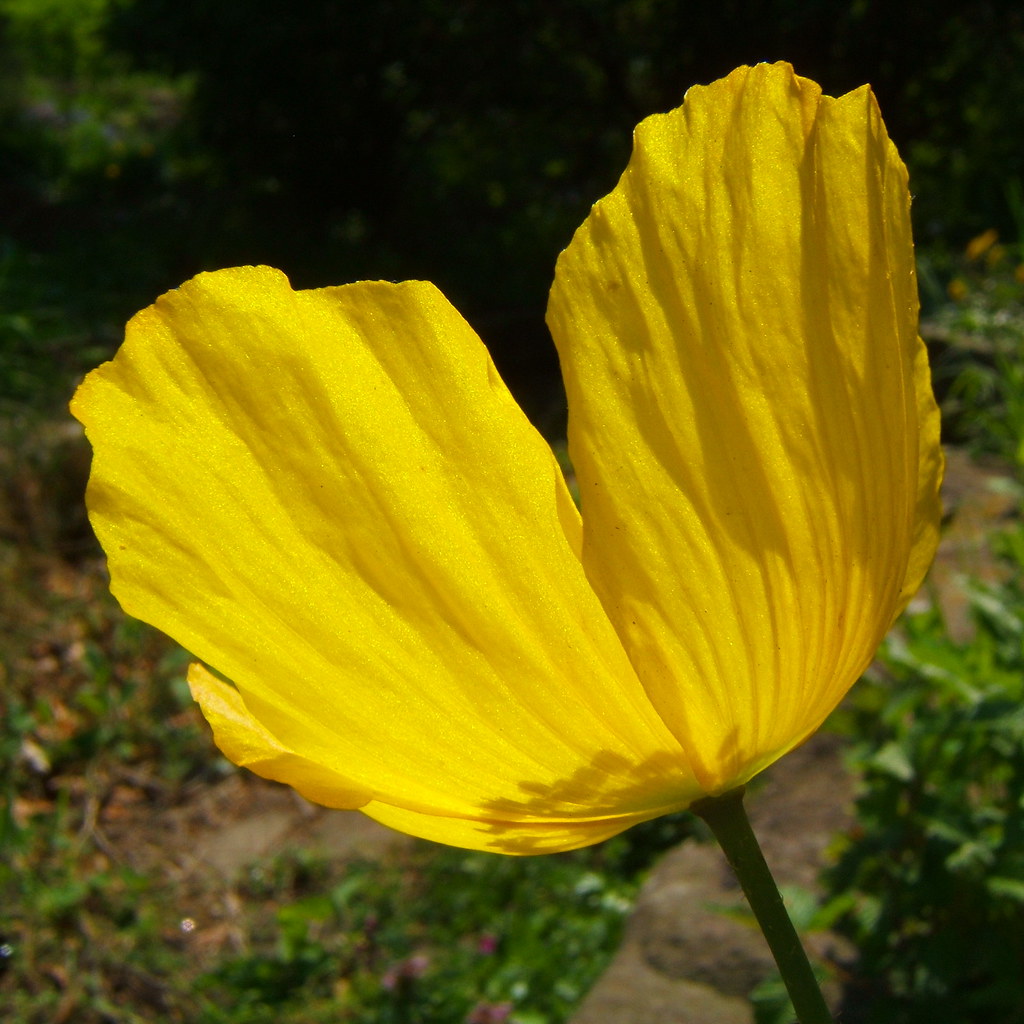 Yellow returning after orange................ Flickr