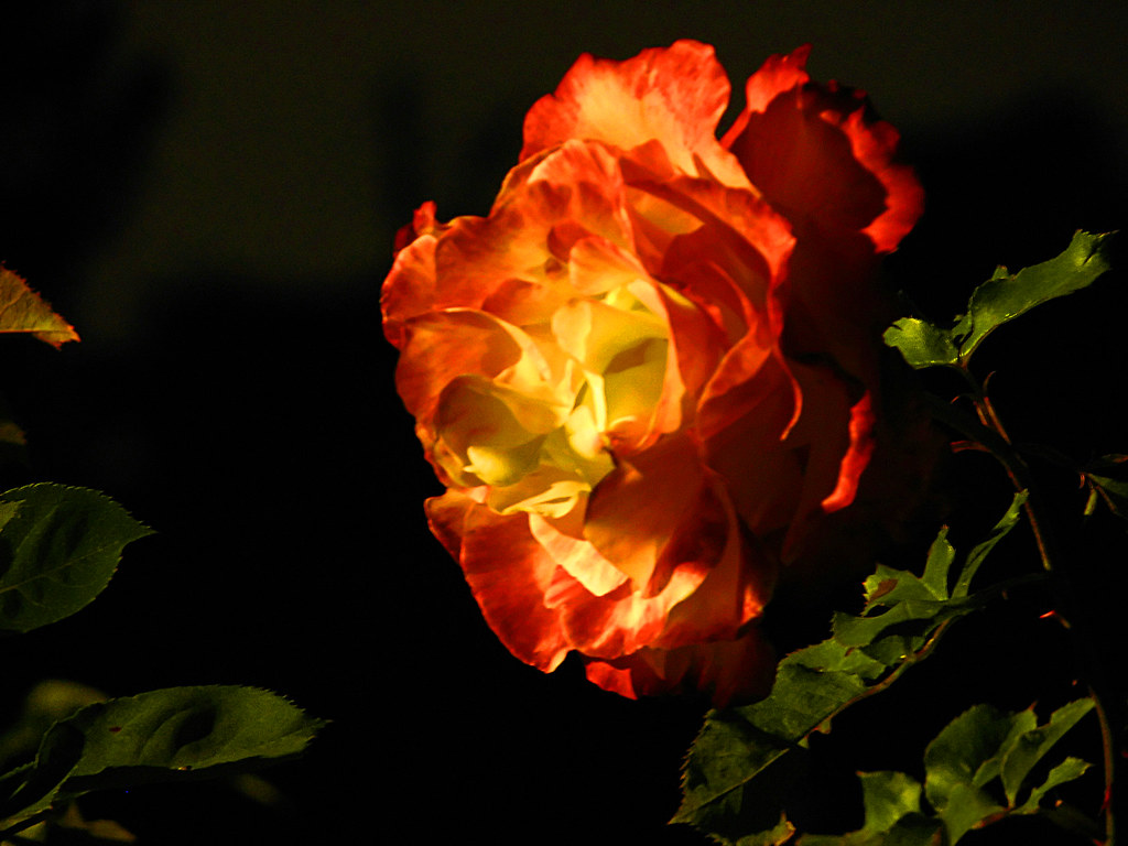 Rose at Night Taken at the Golden Gate Park rose garden at… Flickr