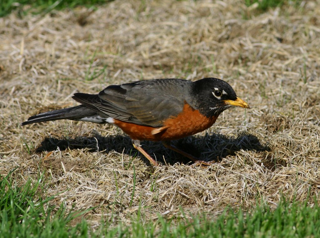 Gotta feed the babies! A lot of male robins fighting over … Flickr