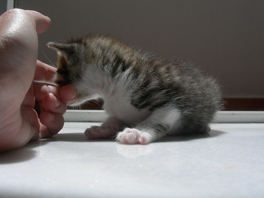 Regalo este Gato (Madrid) 3 Este gato busca un nuevo hogar… Flickr