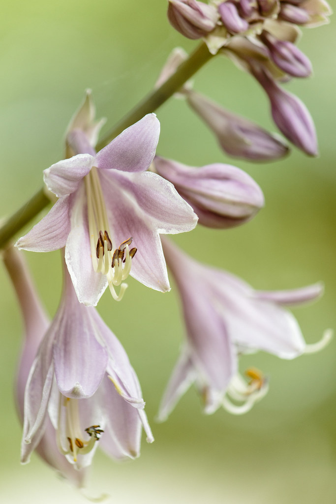 Lilylookalike Funkia (Hosta) Annika Eriksson Flickr
