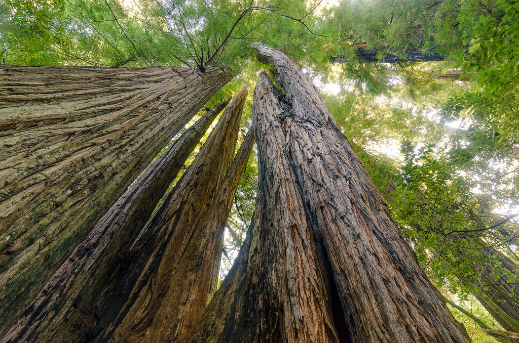 tall trees grove Go To National Parks