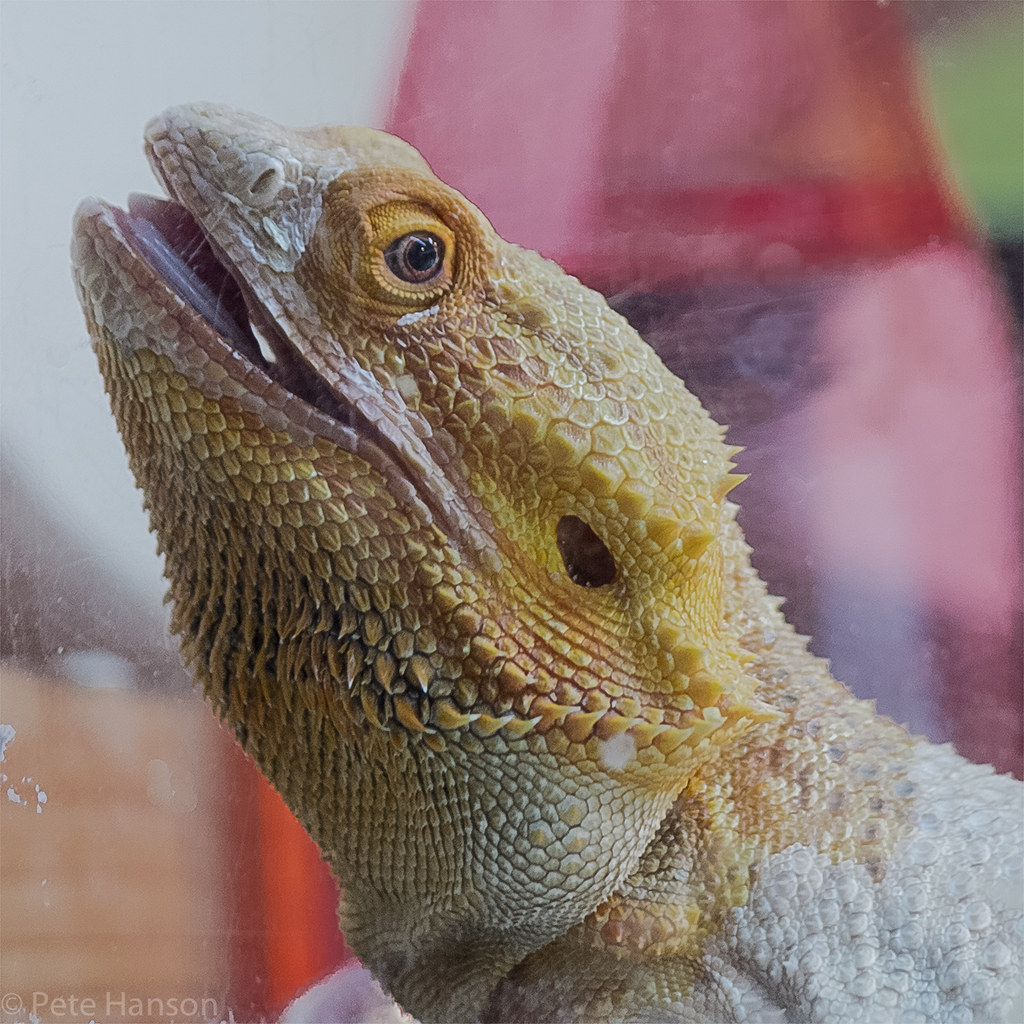 Even Darwin is hot Portland, Oregon July 3, 2015 Other