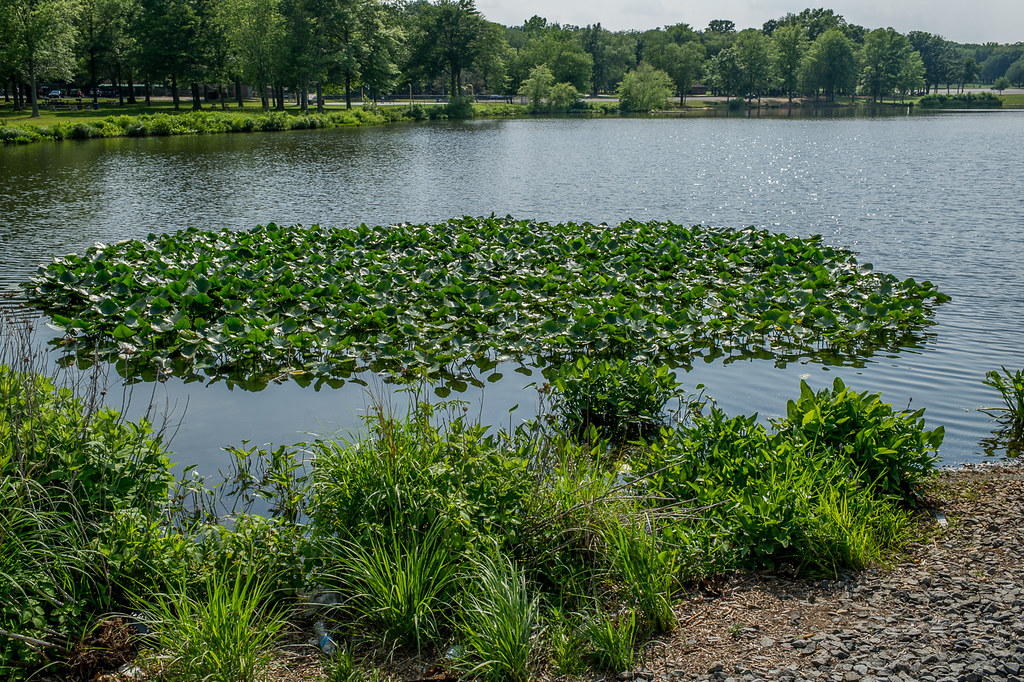 Jamesburg, New Jersey Thompson Park, Middlesex County. Flickr