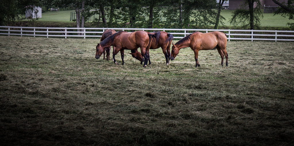 Stables at Creekside Glen Partridge, Kentucky Jeff Damron Flickr