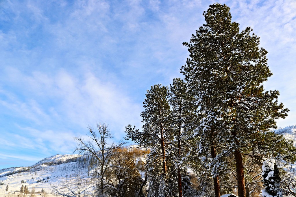 Trees For Sale Kamloops at Francis Boyles blog