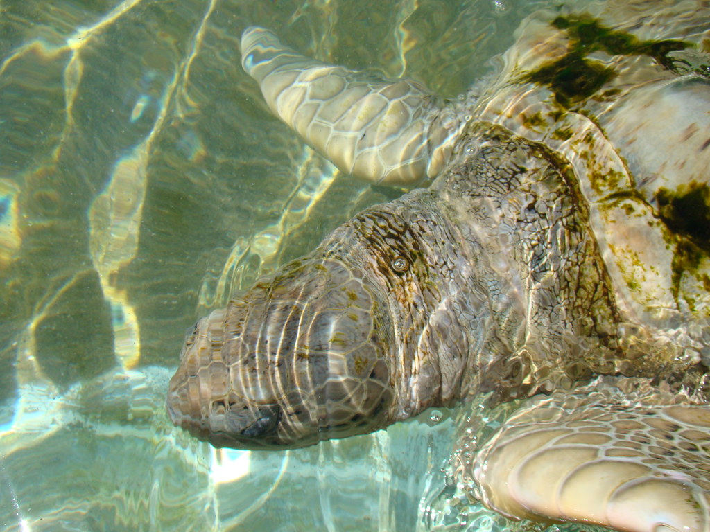 20141006 Grand Cayman Turtle Farm 20141006