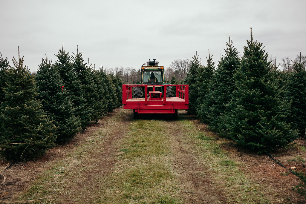 Gwinn's Tree Farm Instagram Photo Blog davelawrence8 Flickr