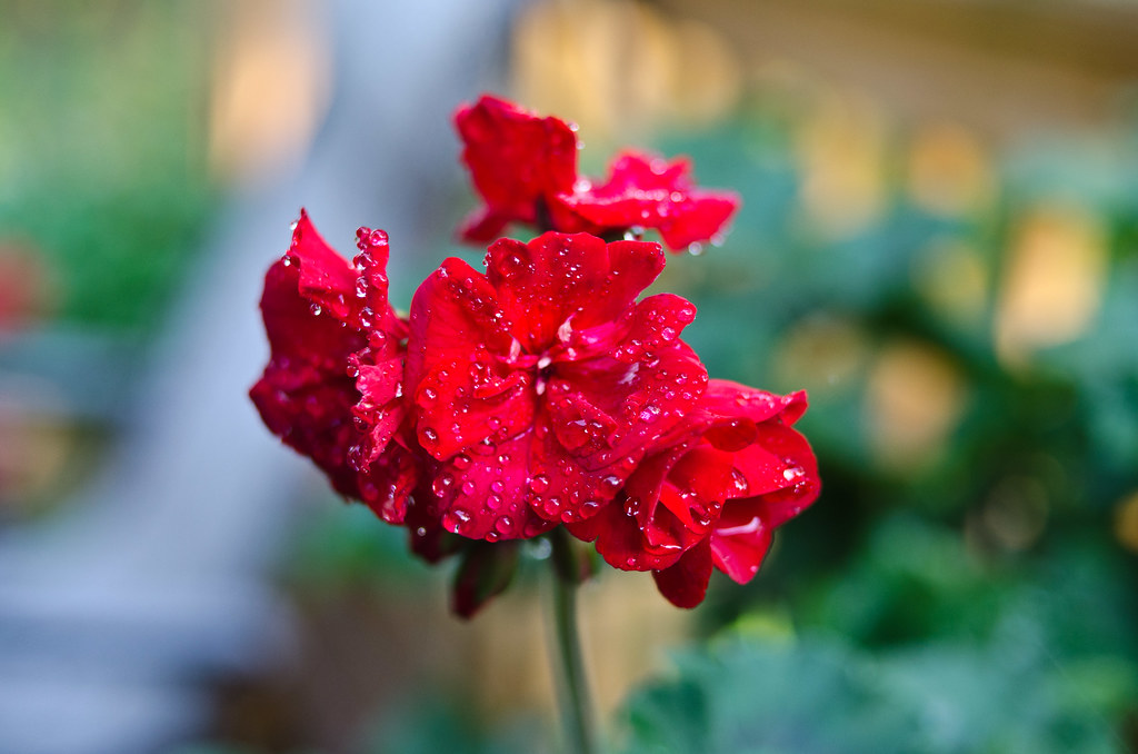 flowers june2015 016 maryellen hodgkins Flickr