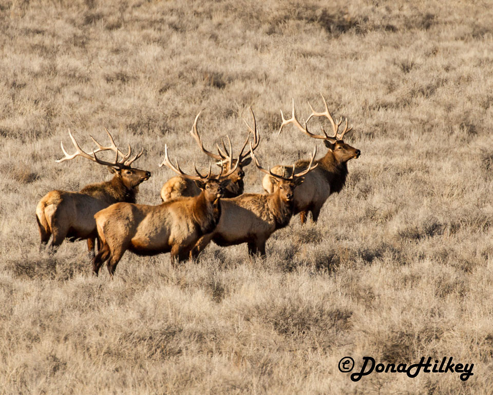 Bull Elk Moffat County, Colorado Dona Hilkey Flickr