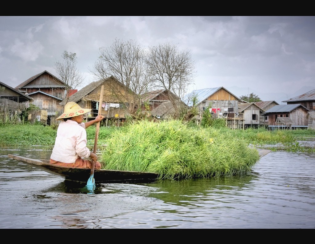 Paddle away. The leg rowing style is only practiced by… Flickr