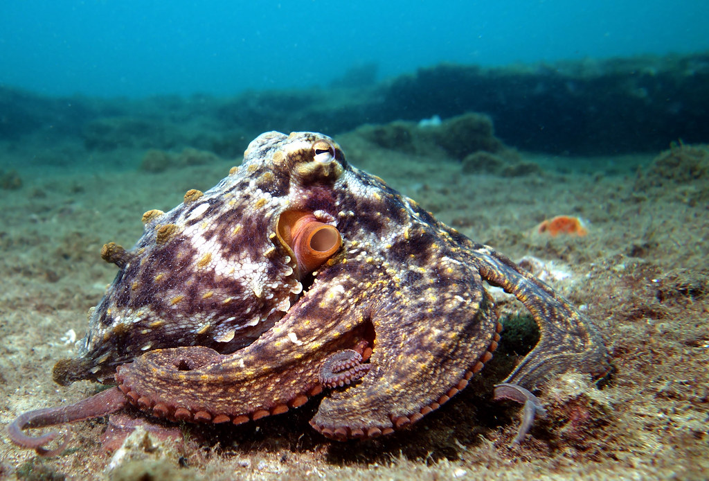 Gloomy octopus Octopus tetricus This was quite a large o… Flickr
