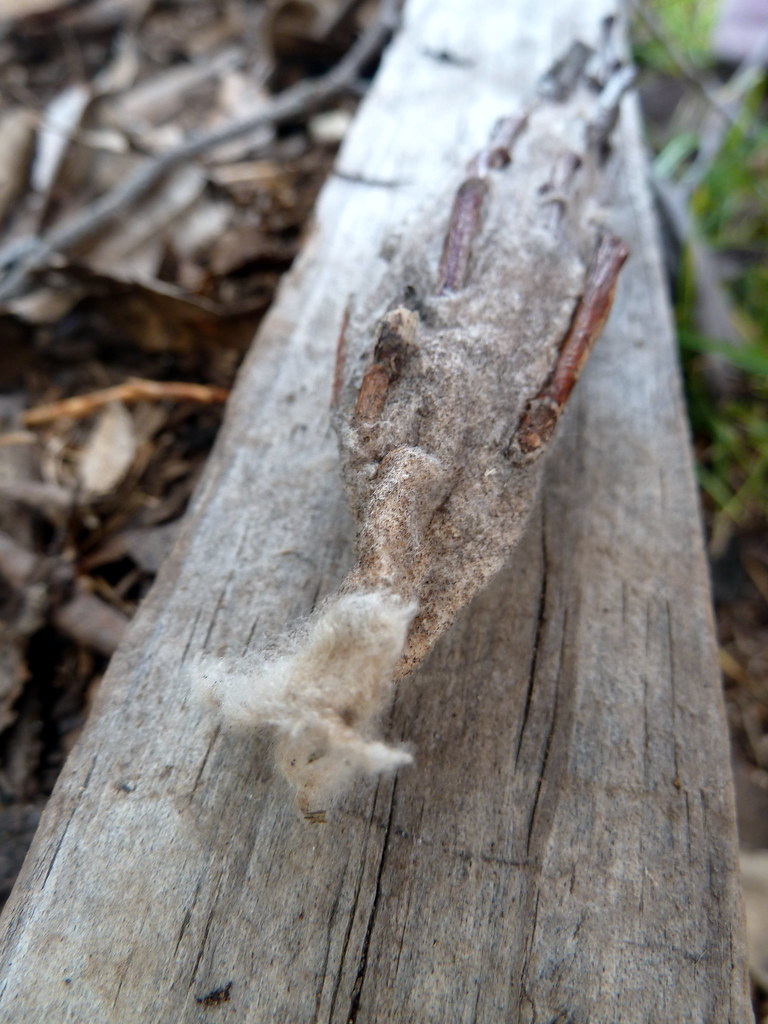 Saunders' Case Moth or Large Bagworm (Metura elongatus) Flickr