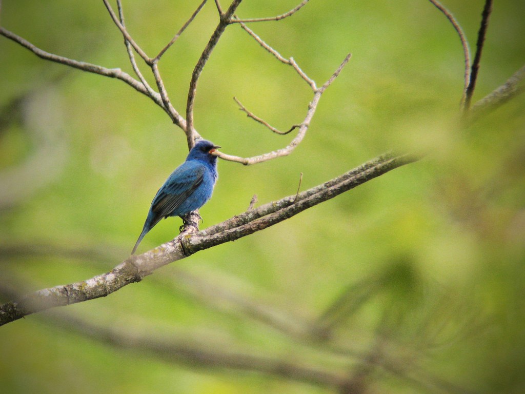 Indigo Bunting Wyalusing State Park, Grant Co. WI Joshua Cullum