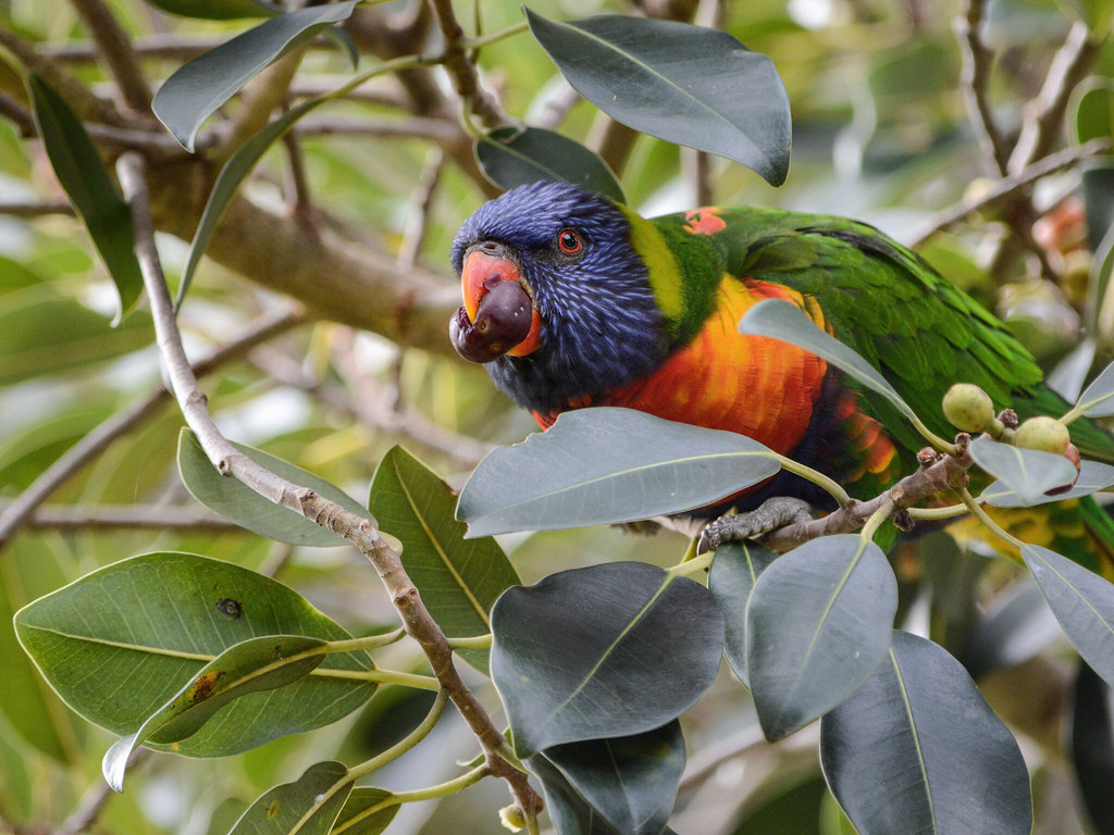 Rainbow Lorikeet With Fruit A wild Rainbow Lorikeet parrot… Flickr