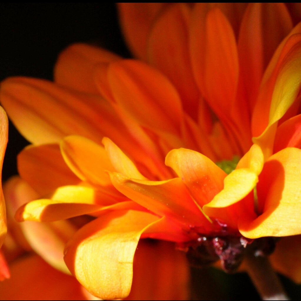 Darlene's Flower Lisa Wells Flickr