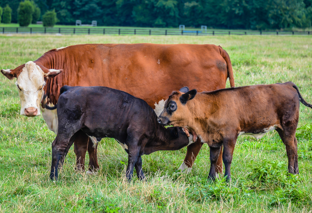 Baby calves nursing from mother Cow at Kidwell Farm at Fry… Flickr