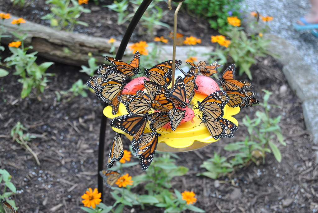 DSC_3240 this creekside garden look all the butterfly eat … Flickr