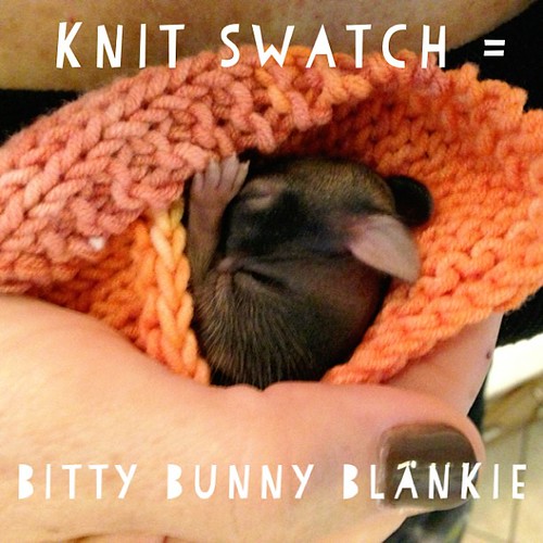 Came home from my trip to find an abandoned, newborn bunny… Flickr