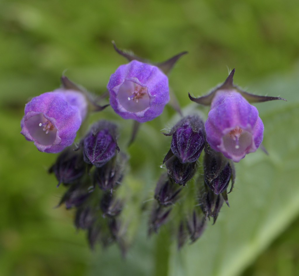 Comfrey Comfrey (also comphrey) is a common name for plant… Flickr