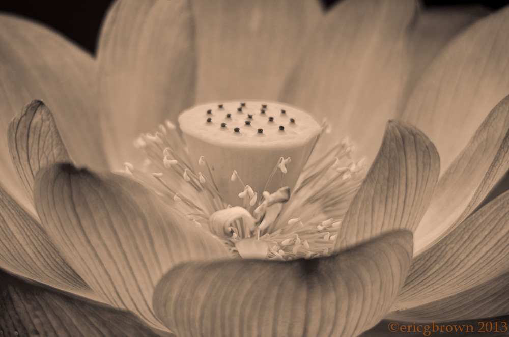 Kenilworth Gardens 2013 Eric Flickr