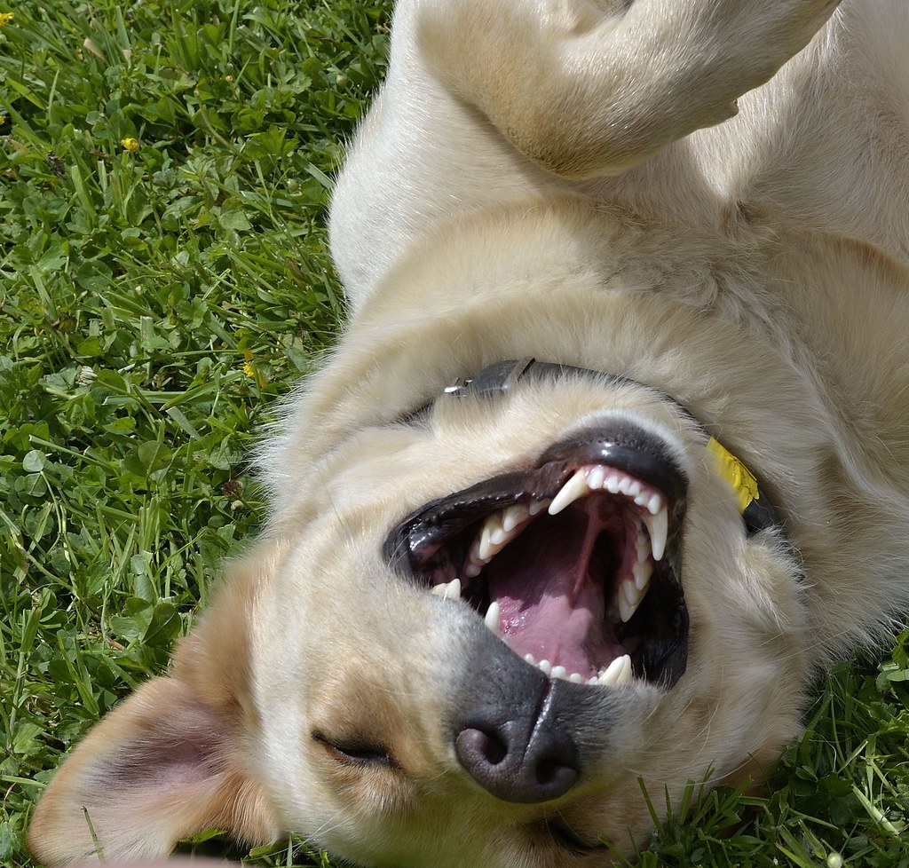 Labrador Laughing dog.. flaherty2014 Flickr
