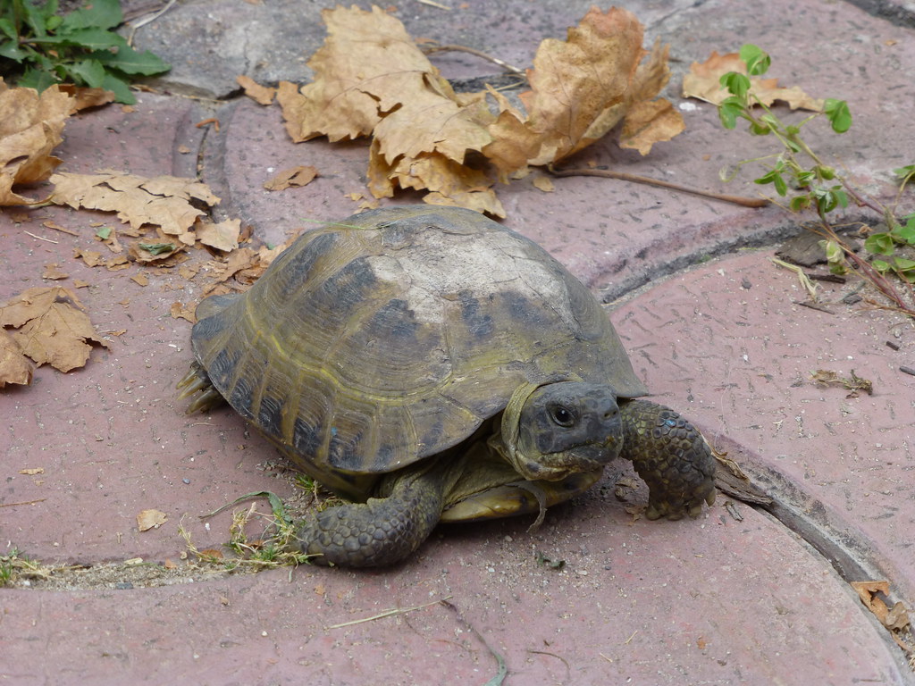 016101Tortue dans le jardin ealarie Flickr