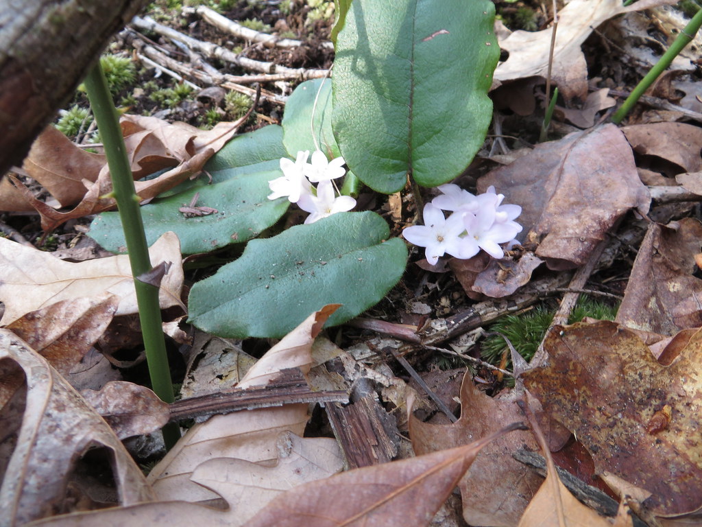 Bedford Glens 41815 094 Common Name Trailing Arbutus, Ma… Flickr