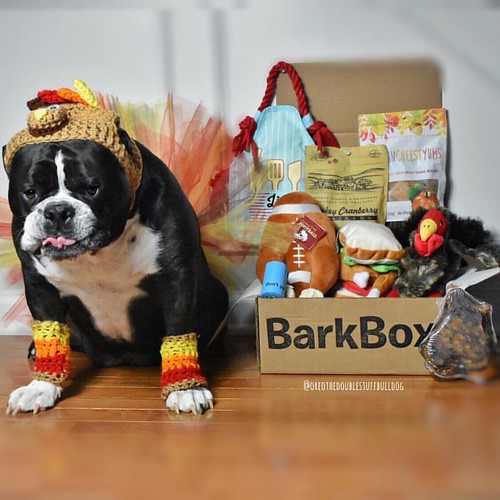 I am gobbling over my barkbox Don't miss out! Get yours n… Flickr