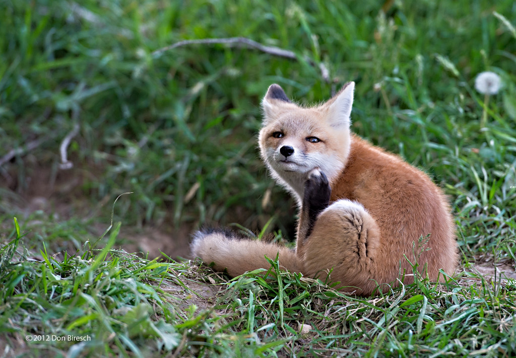 fox kit176 Fox Kits dfbphotos Flickr