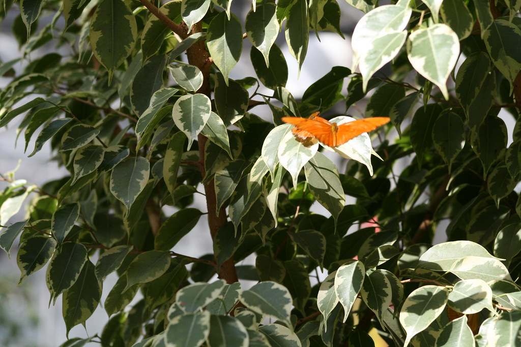00187 Michigan State University Butterfly Gardens Jonathan Hawkins Flickr