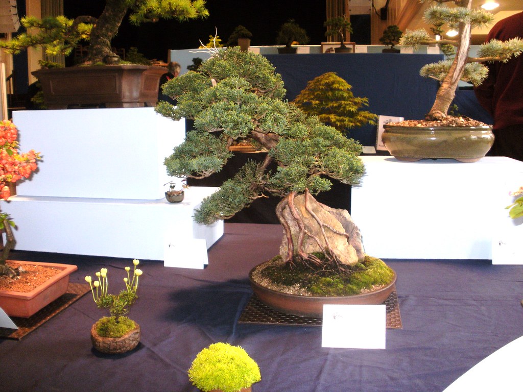 Scottish National Bonsai Exhibition Troon 2015 051 Flickr