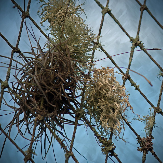 Can Air Plants Hang Upside Down? Explained for Beginners The Art Of