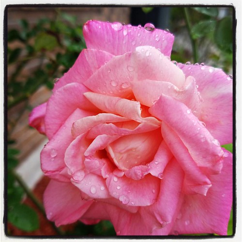 Such a beautiful day to fall in love with a home! Tana Springer Flickr