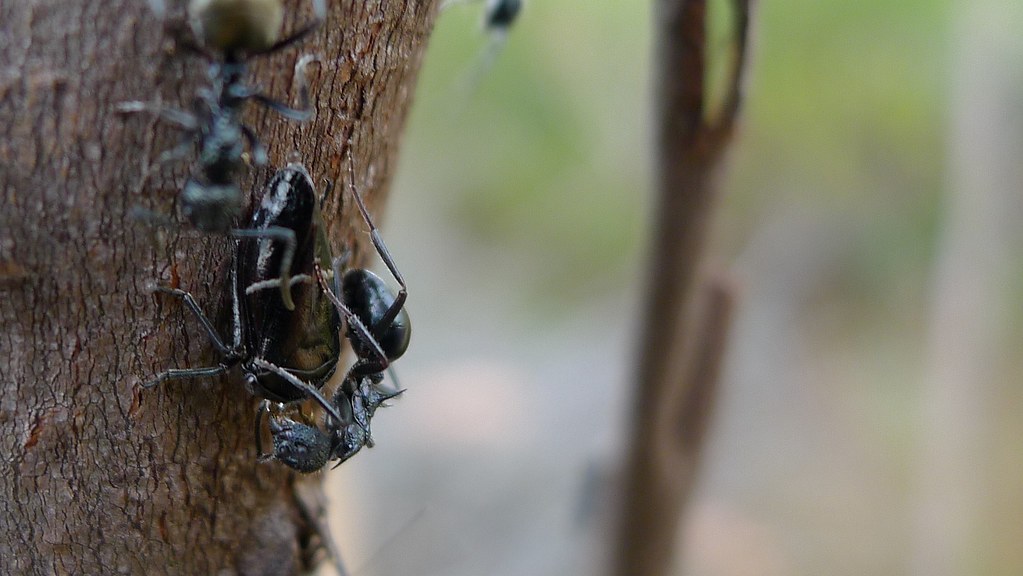 Gumtree Hopper Gumtree Hopper, Pauroeurymela parva, a spec… Flickr